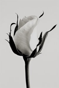 White rose by Alex Caminker