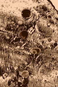 Oxygen by Alexander Adiels