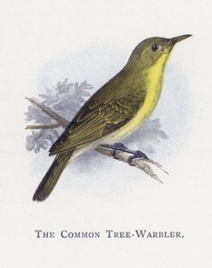The Common Tree-Warbler by Alexander Francis Lydon