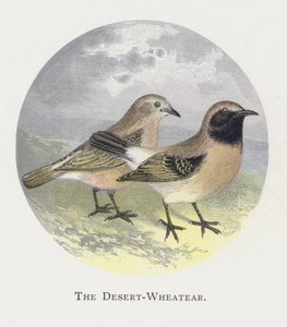 The Desert-Wheatear by Alexander Francis Lydon
