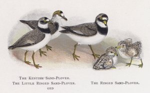 The Kentish Sand-Plover, The Little Ringed Sand-Plover, The Ringed Sand-Plover