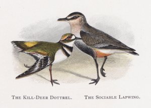 The Kill-Deer Dottrel, The Sociable Lapwing by Alexander Francis Lydon