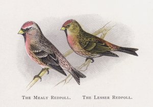 The Mealy Redpoll, The Lesser Redpoll