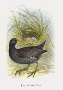 The Moor-Hen by Alexander Francis Lydon