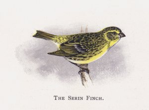 The Serin Finch by Alexander Francis Lydon