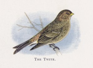 The Twite by Alexander Francis Lydon