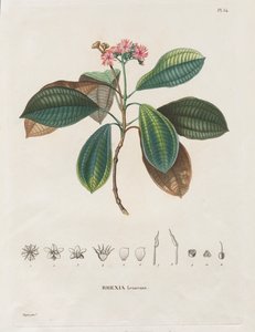 Voyage to the Equinoctial Regions of the New Continent, Made in the Years 1709 to 1804: Monograph of Melastomaceae: No. 54