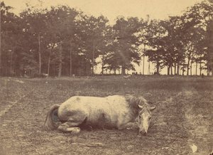 Is This Death - Antietam Battlefield, September 1862