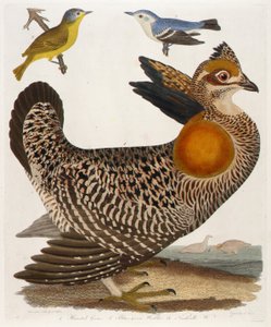 1. Pinnated Grous. 2. Blue-Green Warbler. 3. Nashville W., from the book, American Ornithology