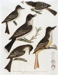 1. Tyrant Flycatcher. 2. Great Crested Flycatcher. 3. Small Green Crested Flycatcher. 4. Pe-We Flycatcher. 5. Wood Pe-We Flycatcher (from book, American Ornithology)