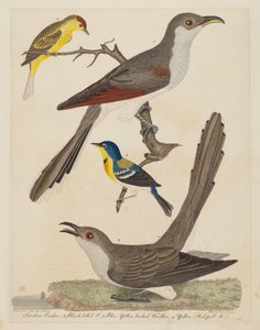Carolina Cuckoo, Black-billed Cuckoo, Blue Yellow-backed Warbler, and Yellow, pub. 1808-1814