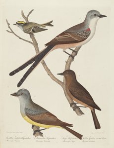 Swallow-tailed Flycatcher, Arkansas Flycatcher, Say