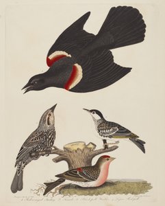 Red-winged Starling, Female Red-winged Starling, Black-poll Warbler, and Lesser Red-poll by Alexander Lawson after Alexander Wilson