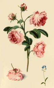 Rosa Provincialis and Forget-Me-Not