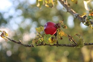The Apple Tree