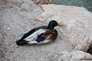 The Duck