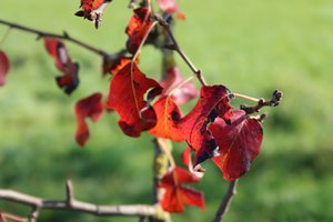 Autumn Colors