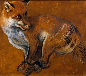 Fox with Legs Tied