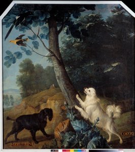 Merluzine and Cocoq, the Dogs of Louis XIV (1638-1715). Painting by Francois Desportes (1661-1743) by Alexandre Francois Desportes