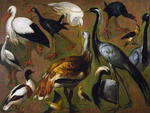 Study of birds by Alexandre Francois Desportes