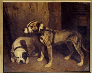 Scottish Bulldog and Terrier