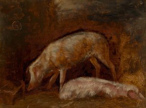 Study of Pigs