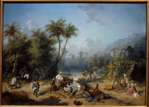A Cocoa Plantation in the West Indies