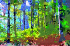 Morning Forest