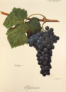 Aglianico grape by Alexis Kreyder