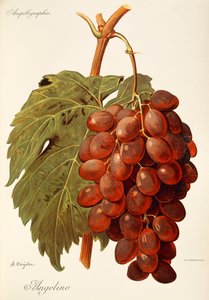 Angelino grape