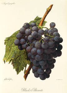 Black Alicante Grape