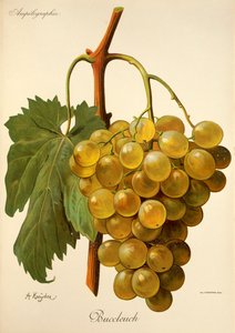 Buccleuch grape by Alexis Kreyder