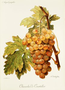 Chasselas de Courtiller Grape