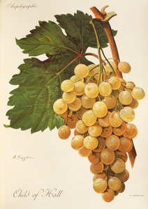 Child of Hall grape by Alexis Kreyder