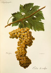 Coda di Volpe grape by Alexis Kreyder