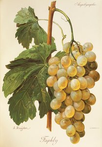 Faphly grape by Alexis Kreyder