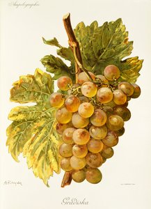 Gradiska grape by Alexis Kreyder