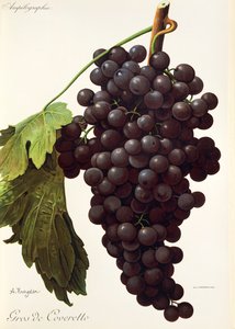 Gros de Coveretto grape by Alexis Kreyder