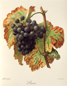 Lasca grape