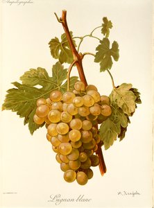 Lignan Blanc Grape by Alexis Kreyder