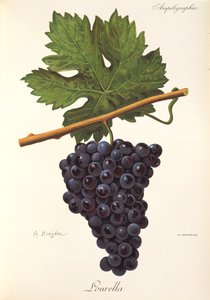 Lourella grape by Alexis Kreyder