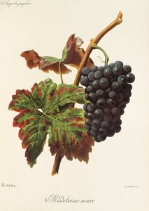 Madeleine Noire grape