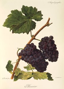 Meunier Grape by Alexis Kreyder