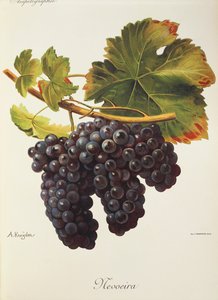 Mevoeira grape by Alexis Kreyder