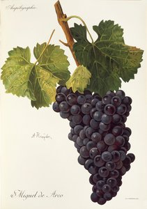 Miguel de Arco grape
