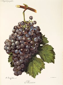 Mission Grape by Alexis Kreyder