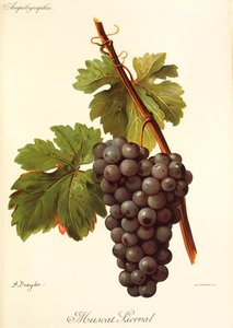 Muscat Lierval grape by Alexis Kreyder