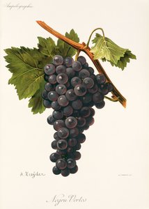 Negru Vertos grape by Alexis Kreyder
