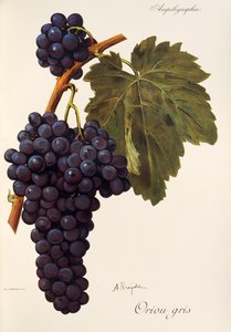 Oriou Gris grape