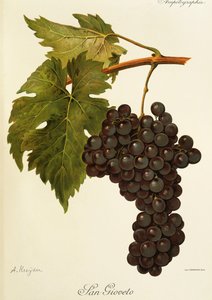 San Gioveto Grape